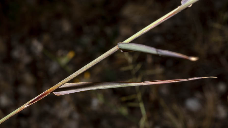 Poaceae in greto
